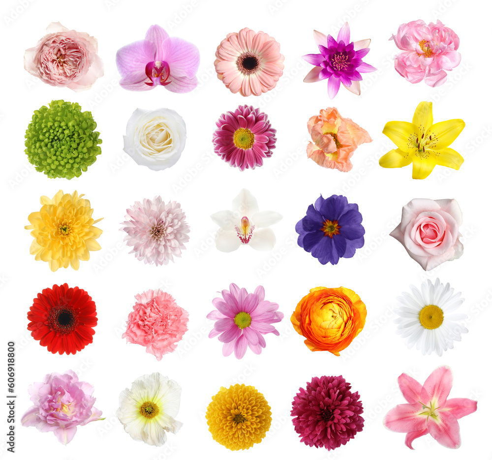 Set of different beautiful flowers on white background - obrazy, fototapety, plakaty 