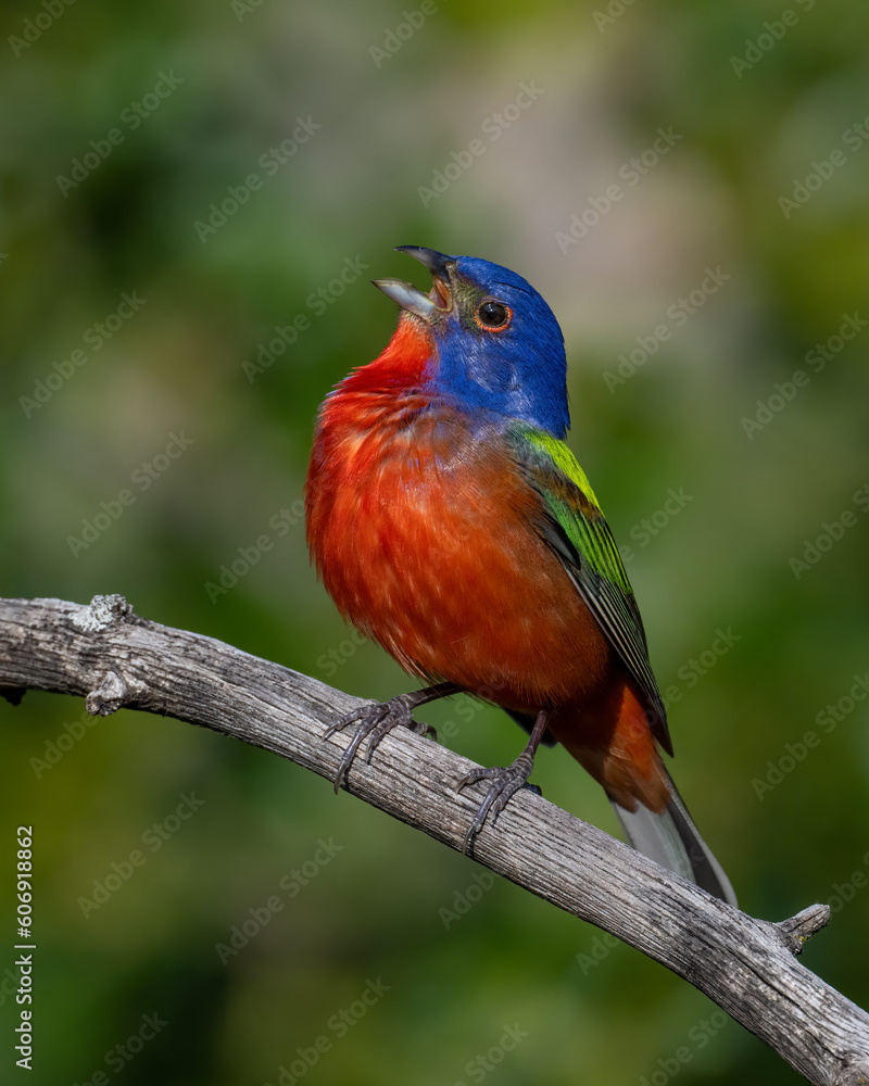 Male Painted Bunting in the Wichita Mountains