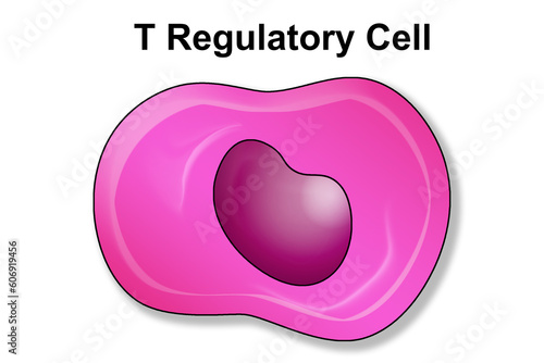 T regulatory cell or lymphocyte of immune system
