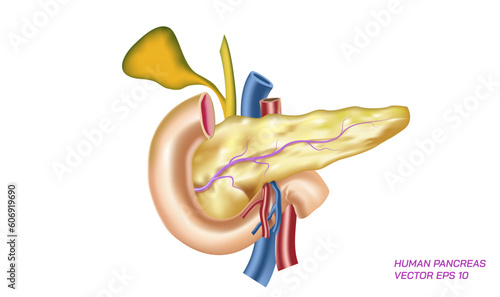 Realistic human pancreas vector illustration. Internal body parts. Human intestine image. Anatomy of human organs. 