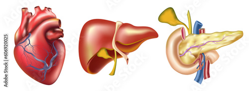 Realistic human organs vector illustration. human Heart, liver and pancreas image. Anatomical image of main body parts. Intestine organs photo