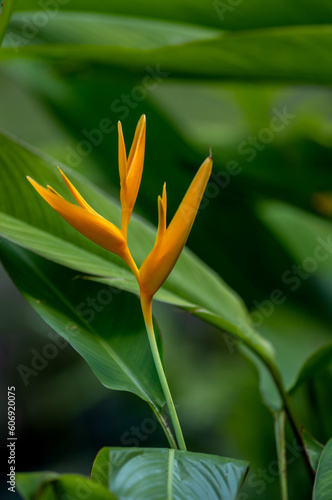 Sunlight on an Orange and Yellow Bird of Paradise Bloom in Hawaii.