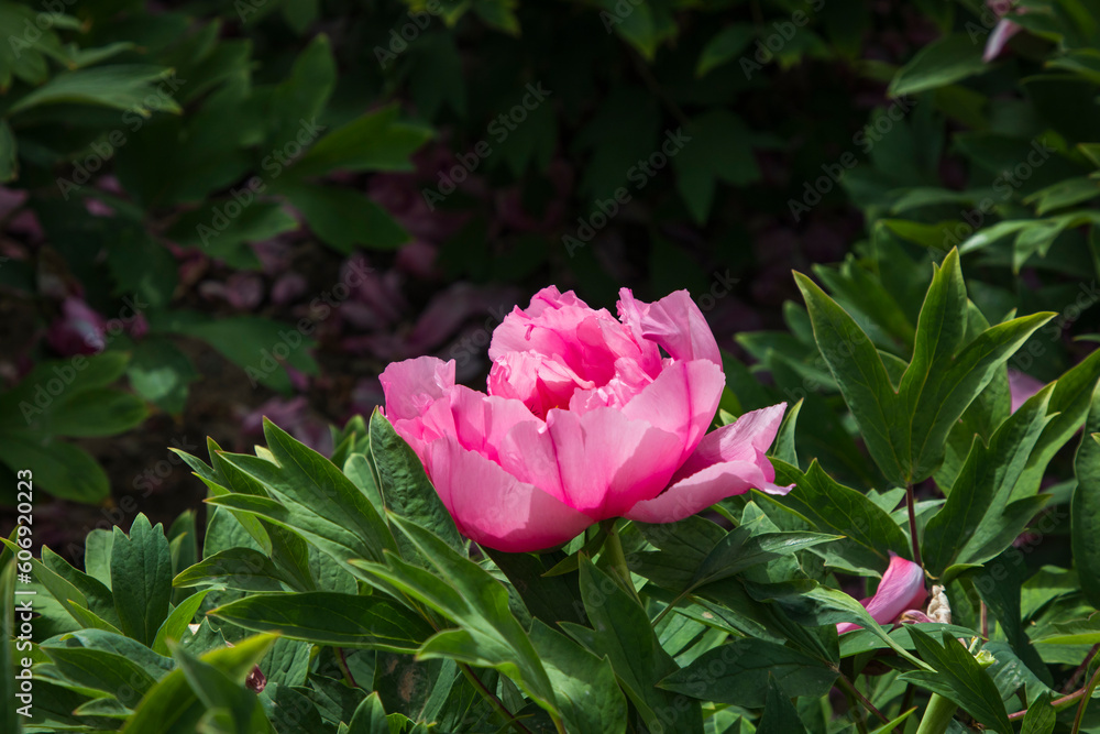 A close-up of a pink blooming peony in the green foliage A close-up of a pink blooming peony in the green foliage