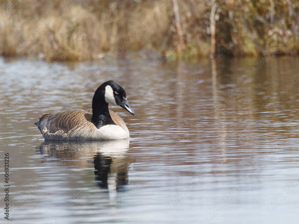 Canada goose resting on a pond