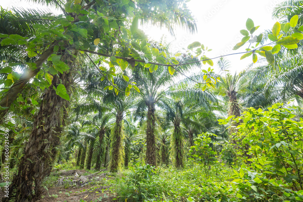Fototapeta premium Palm plantation