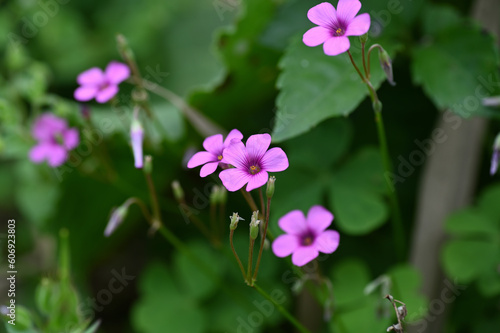 イモカタバミの花