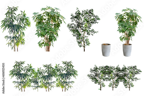 観葉植物の切抜き（背景透過）