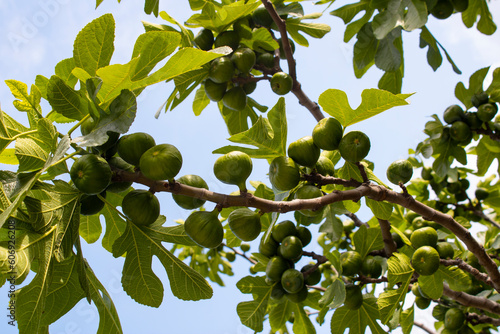 Abundant Fresh Fruit fig of Natures Growth.