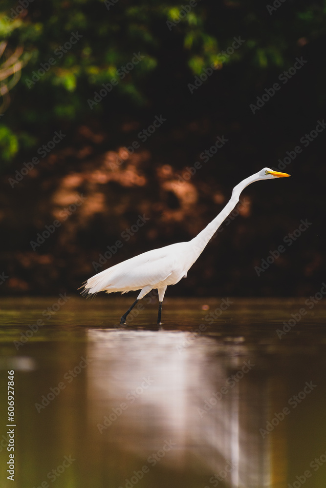 Obraz premium White Heron