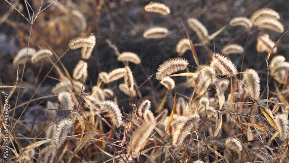 The withered fur grass in autumn The withered fur grass in autumn