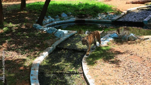 A playful Bengal Tiger (Panthera tigris tigris) at the Zoo. It ranks among the biggest wild cats alive today photo
