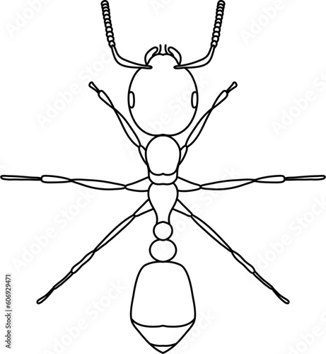 Ant Outline Illustration Animal Vector