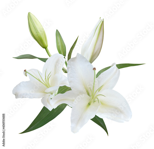 White Lily flower bouquet isolated on transpatent background © nunawwoofy