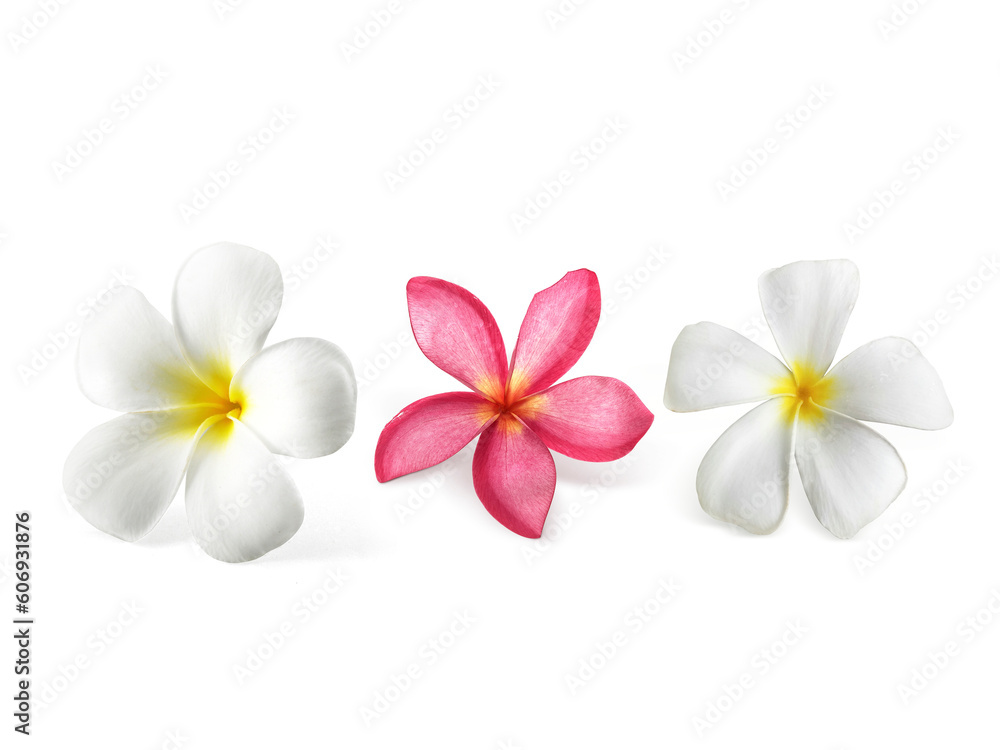 Frangipani flowers with leaves transparent background