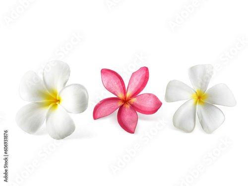 Frangipani flowers with leaves transparent background