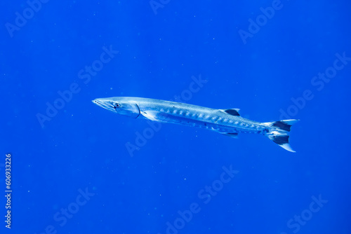 Barracuda fish in the blue ocean, Oahu Hawaii