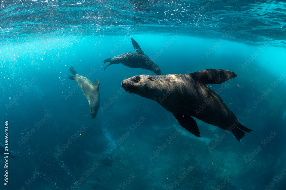 Ταπετσαρία Australian Fur Seal, New South Wales Australia