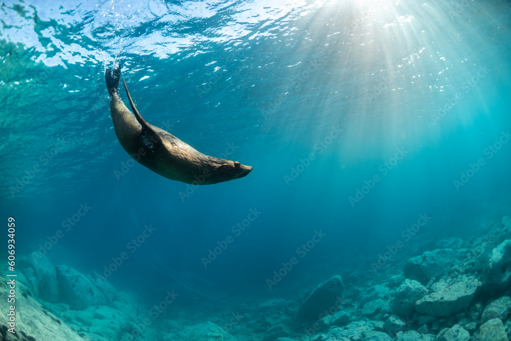 Ταπετσαρία Australian Fur Seal, New South Wales Australia