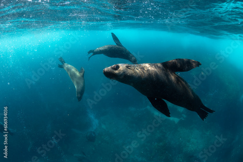Australian Fur Seal, New South Wales Australia