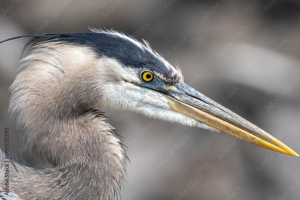 Great Blue Heron Close-Up