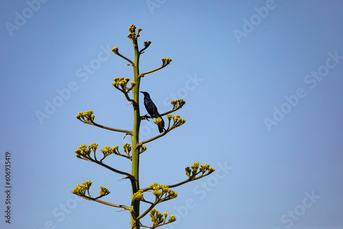 Grackle on branch of towering agave stalk against blue sky in Arizona photo