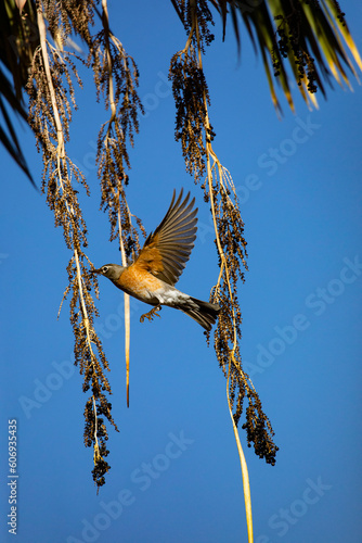 American Robin flies and flutters among hanging palm berries in Arizona photo