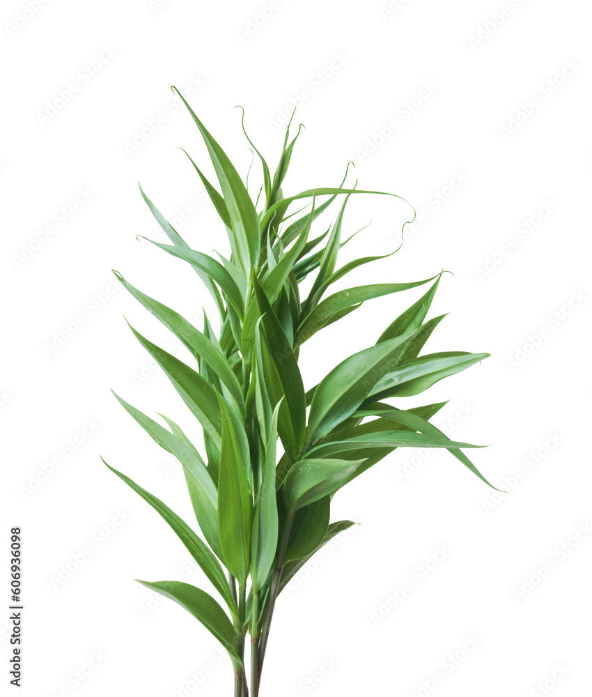 Tropical leaf, green plant isolated on transparent background.