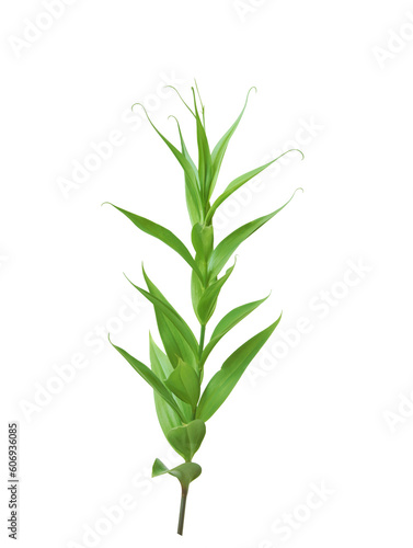 Green plant isolated on transparent background.