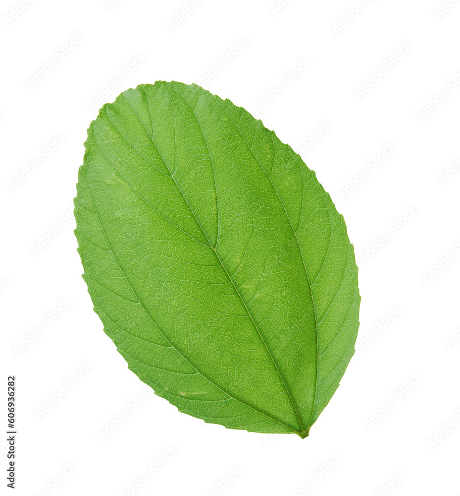 Jujube leaf on transparent background. Jujube leaf on transparent background.