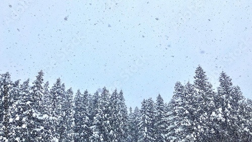 神立スノーリゾート 雪が降り積もった杉林