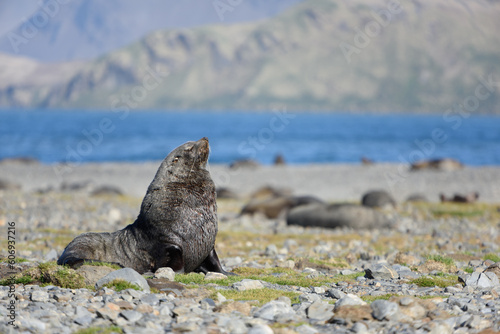 Fur Seal sitting up on the island of South Georgia