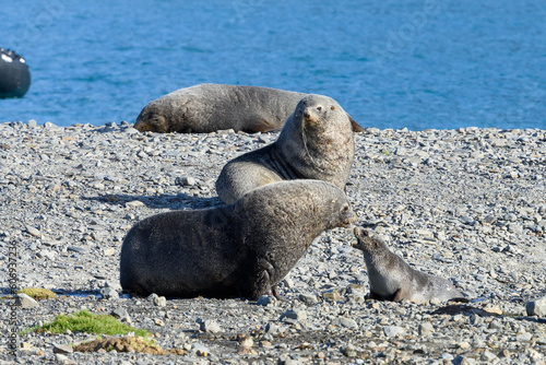 Fur Seals and pup on the island of South Georgia