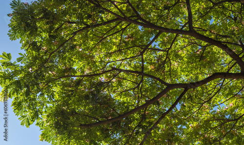 Green Tree Canopy Under Blue Sky in Hawaii.
