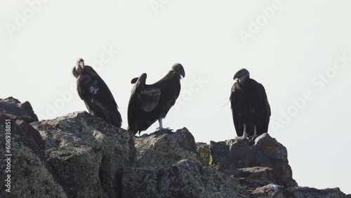 California Condor 1111 disputes with Condor TC while watched by Condor 9Y. The smaller 1111 eventually gives way to the bigger bird's dominance.  photo