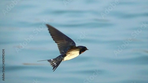 Close-up swallow flying on a water slow motion photo