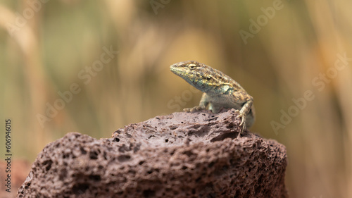 A Western Fence Lizard suns itself of a piece of red lava rock with out of focus grass in the background.  © Melani