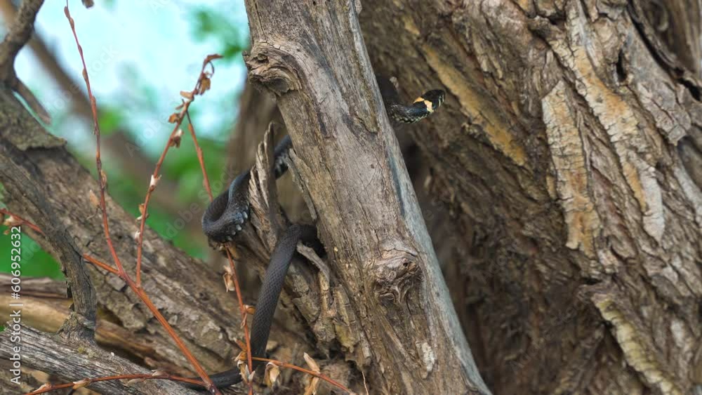 Black and yellow snake, Amur Coluber is sliding up on the tree branch. Russian forest