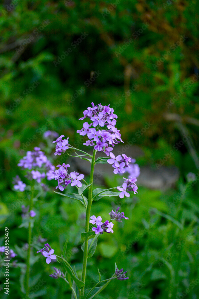 Flowers of Hesperis Matronalis, background with selective focus. Flowers of Hesperis Matronalis, background with selective focus.