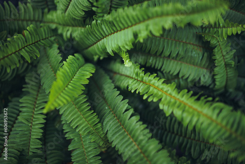 fern leaf in the forest