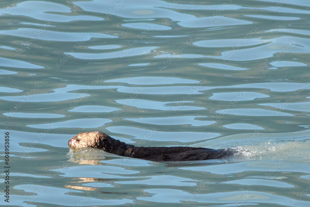 Fototapeta premium Wildlife