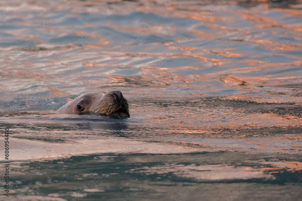 Fototapeta premium Wildlife
