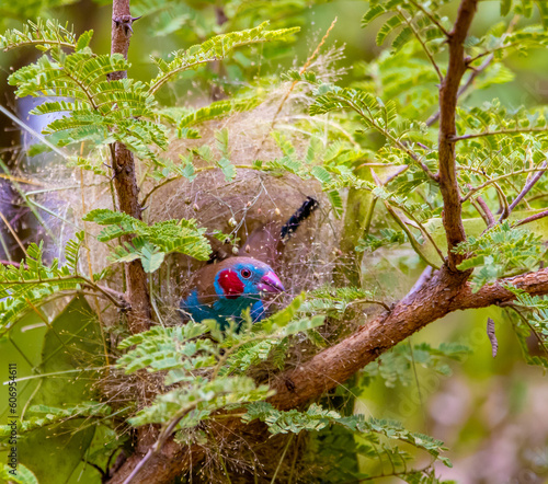 Red-cheeked cordonbleu photo