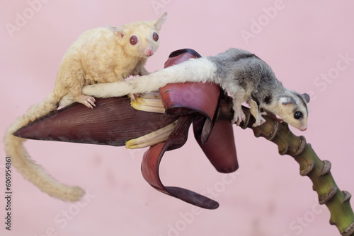 An albino adult female sugar glider is looking for food at the banana flower with her baby. This marsupial mammal has the scientific name Petaurus breviceps.