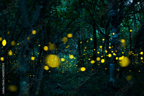 Firefly lightning bug in the rainforest at night