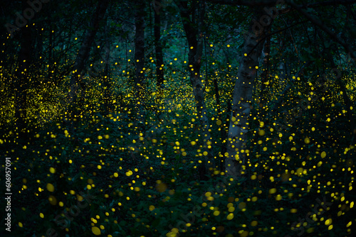 Firefly lightning bug in the rainforest at night © songdech17