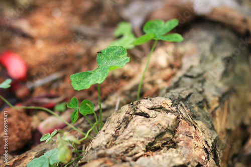 new life in spring