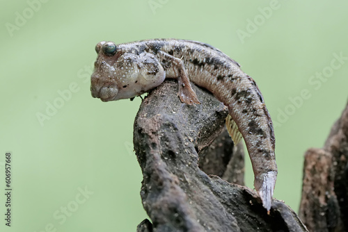 A barred mudskipper fish resting on a weathered log at the edge of a river mouth. This fish, which is mostly done in the mud, has the scientific name Periophthalmus argentilineatus.