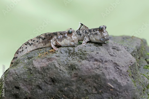 A barred mudskipper fish resting on a weathered log at the edge of a river mouth. This fish, which is mostly done in the mud, has the scientific name Periophthalmus argentilineatus.