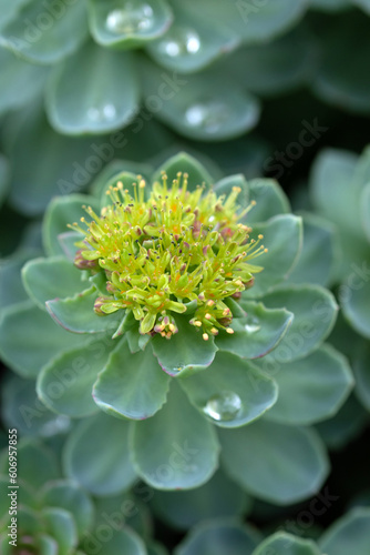 Roseroot stonecrop flower. Sedum rosea