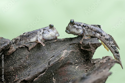 Two barred mudskippers resting on a weathered tree trunk on the edge of the beach estuary. This fish, which is mostly done in the mud, has the scientific name Periophthalmus argentilineatus.